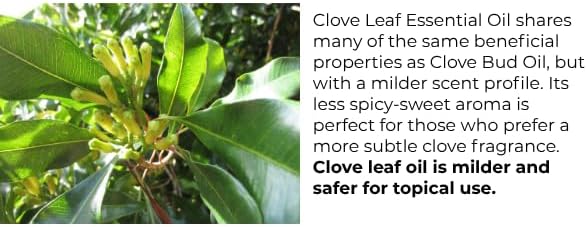 Essentially KateS Clove (Leaf) Oil 4 Fl Oz - Premium Grade Essential Oil for Hair Care, Home Diffusers, Skin, Aromatherapy, Massage and Garden Care - Steam Distilled. Part Used is Leaf.